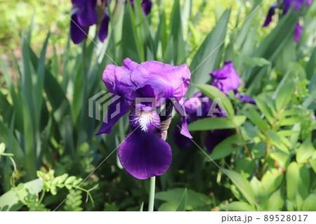 春の日本の公園に咲く紫色のジャーマンアイリスの花 89528017