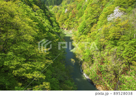 新緑の小安峡 新緑の小安峡 89528038