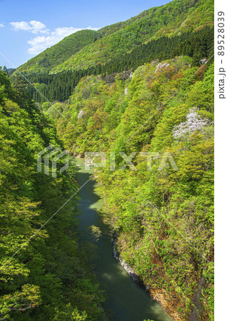 新緑の小安峡 89528039