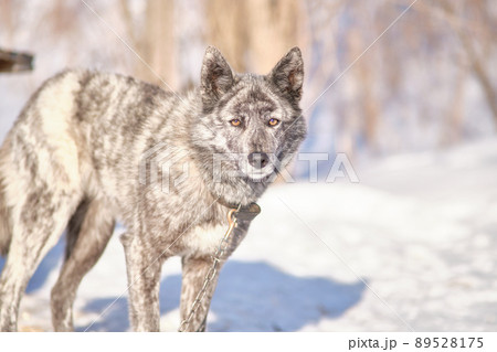 Dog on a leash in winter in the snow in a Russian village. Dog on a leash in winter in the snow in a Russian village. 89528175
