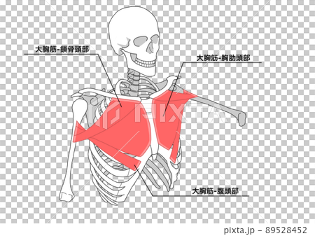 人間の骨格と大胸筋（各部位の日本語名称） 89528452