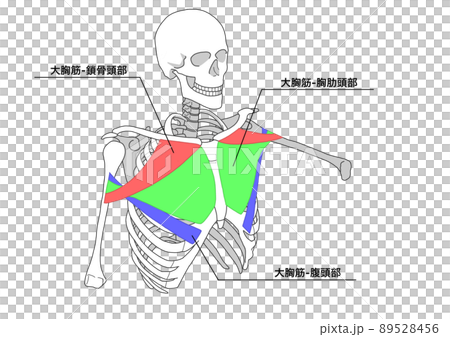 人間の骨格と大胸筋（色分け、各部位の日本語名称） 89528456
