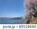 琵琶湖　海津大崎の桜 89528690