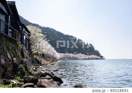 琵琶湖 海津大崎の桜 琵琶湖 海津大崎の桜 89528691