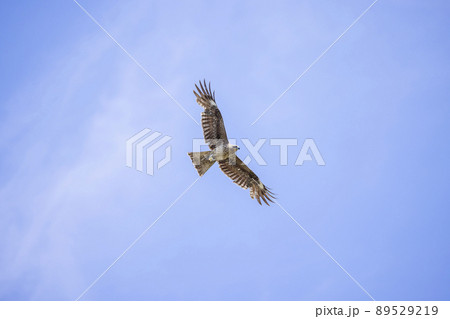 大空を舞うトビ 大空を舞うトビ 89529219
