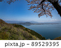 琵琶湖　海津大崎の桜 89529395