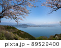 琵琶湖　海津大崎の桜 89529400