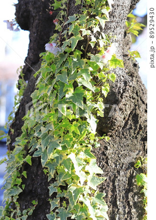 桜の幹にからみついた斑入り西洋木蔦（フイリセイヨウキヅタ） 89529430
