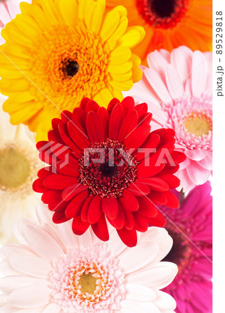 Daisy flower gerbera bouquet isolated on white background. 89529818