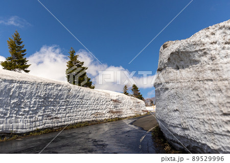 八甲田ゴールドライン雪の回廊の雪解け(青森県) 八甲田ゴールドライン雪の回廊の雪解け(青森県) 89529996