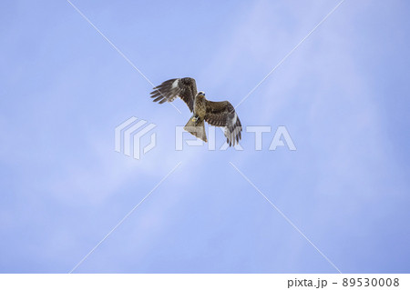 大空を舞うトビ 89530008