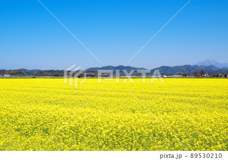 能義平野の広大な菜の花畑が満開になっている風景 ... 島根県安来市：快晴 89530210