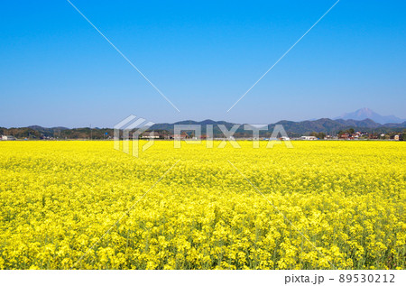 能義平野の広大な菜の花畑が満開になっている風景 ... 島根県安来市:快晴 能義平野の広大な菜の花畑が満開になっている風景 ... 島根県安来市:快晴 89530212