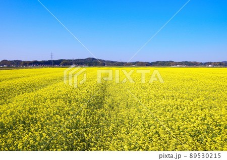 能義平野の広大な菜の花畑が満開になっている風景 ... 島根県安来市:快晴 能義平野の広大な菜の花畑が満開になっている風景 ... 島根県安来市:快晴 89530215