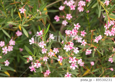 Blooming flowers of Saponaria vegetating in garden Blooming flowers of Saponaria vegetating in garden 89530231