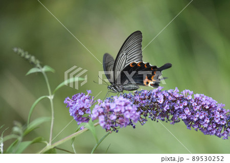 フサフジウツギの花の蜜を吸っているオナガアゲハ 89530252