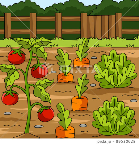Vegetables Field Colored Cartoon Illustration Vegetables Field Colored Cartoon Illustration 89530628