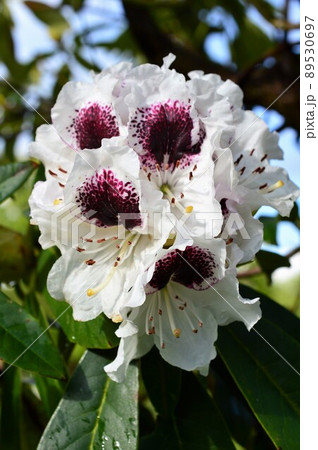 植物園のシャクナゲ（石楠花、石南花）sappho 89530697