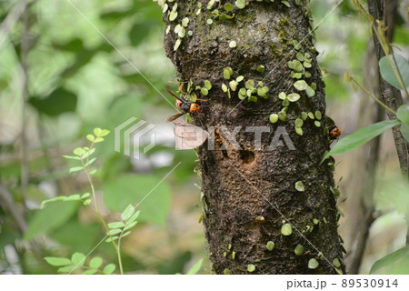 クロコノマチョウ（黒木間蝶）と樹液 89530914