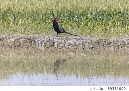 野生のキジ 89531000