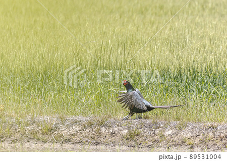 野生のキジの雄叫び 89531004