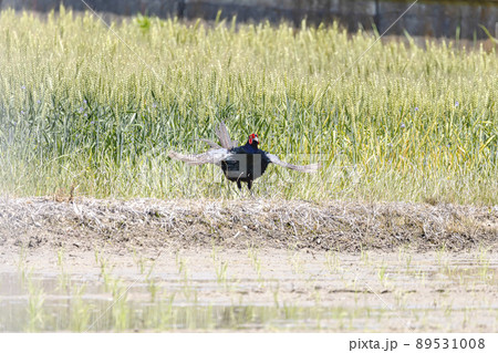 野生のキジの雄叫び 89531008