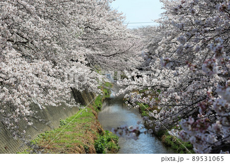 桜　三沢川 89531065