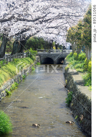桜 大丸上水 桜 大丸上水 89531066