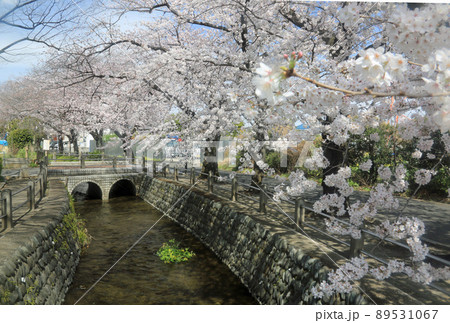 桜大丸上水 89531067
