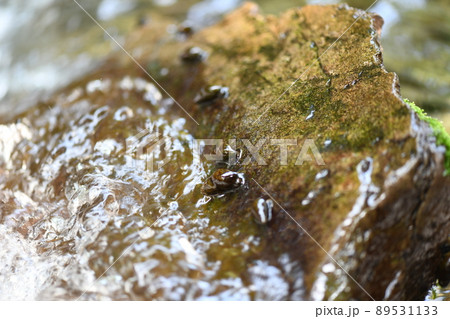 ホタルの餌となるカワニナ【川蜷】 89531133
