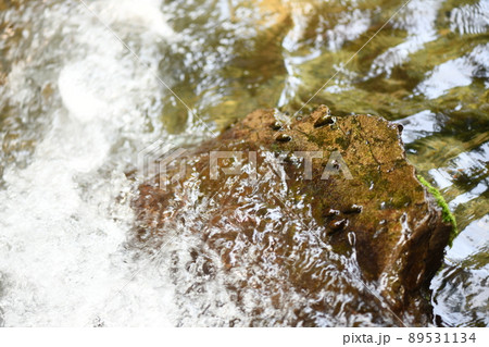 ホタルの餌となるカワニナ【川蜷】 89531134