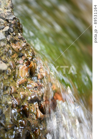 ホタルの餌となるカワニナ【川蜷】 ホタルの餌となるカワニナ【川蜷】 89531164