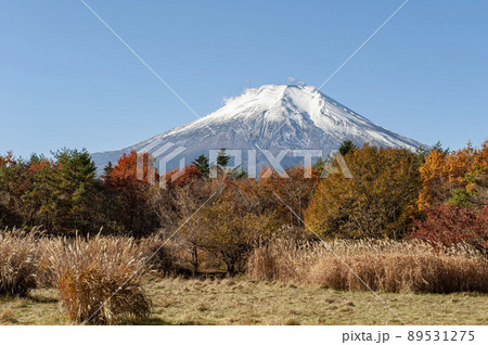 紅葉の草原と林を前景にした冠雪の富士山 紅葉の草原と林を前景にした冠雪の富士山 89531275