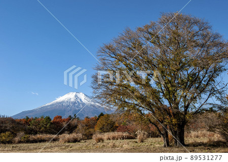 ニレの大木の後ろに聳える冠雪の富士山 ニレの大木の後ろに聳える冠雪の富士山 89531277