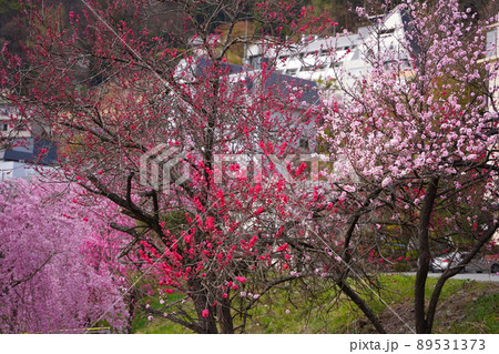 山梨県河口湖畔に咲く花 89531373