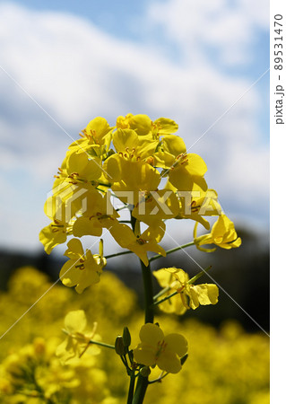 菜の花畑 89531470