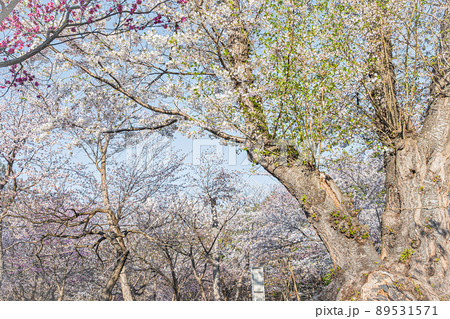 北海道　春　風景 89531571
