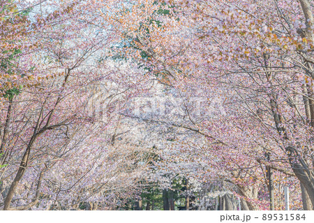北海道　春　風景 89531584