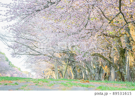 北海道　春　風景 89531615