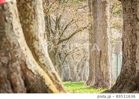 北海道　春　風景 89531636