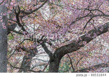 北海道 春 風景 北海道 春 風景 89531644