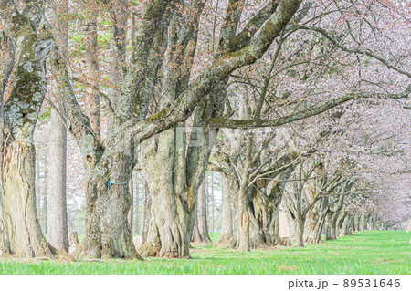 北海道　春　風景 89531646