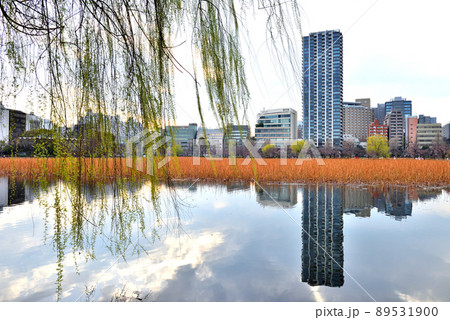 不忍池の柳と水面に映る対岸の街並み 不忍池の柳と水面に映る対岸の街並み 89531900