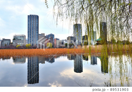 不忍池の柳と水面に映る対岸の街並み 不忍池の柳と水面に映る対岸の街並み 89531903