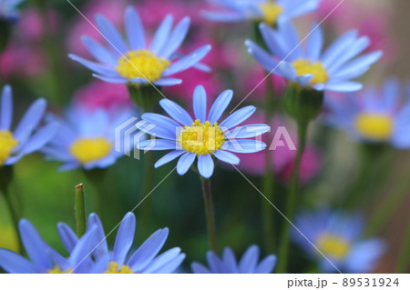 ブルーデイジーの花 ブルーデイジーの花 89531924