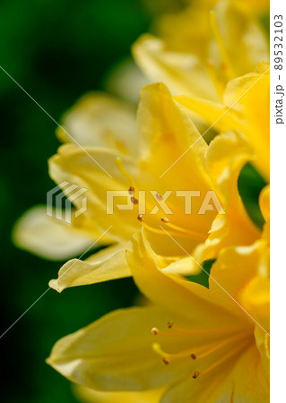 黄蓮華躑躅 きれんげつつじ の写真素材
