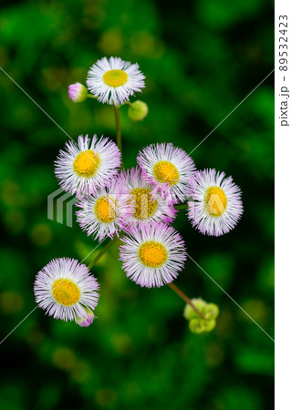 春紫苑 (ハルジオン) 89532423