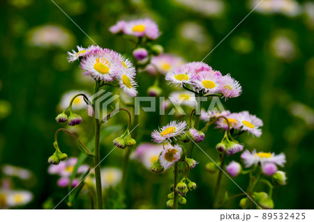 春紫苑 (ハルジオン) 89532425