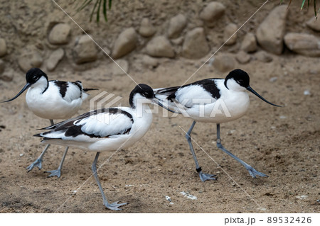 Flock of Pied avocets, black and white wader bird (Recurvirostra avosetta) 89532426