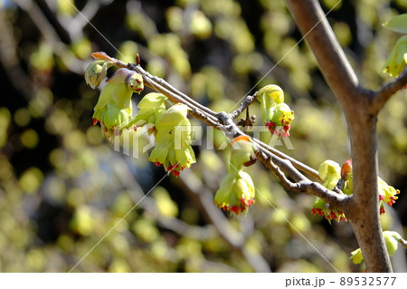 トサミズキの花 89532577